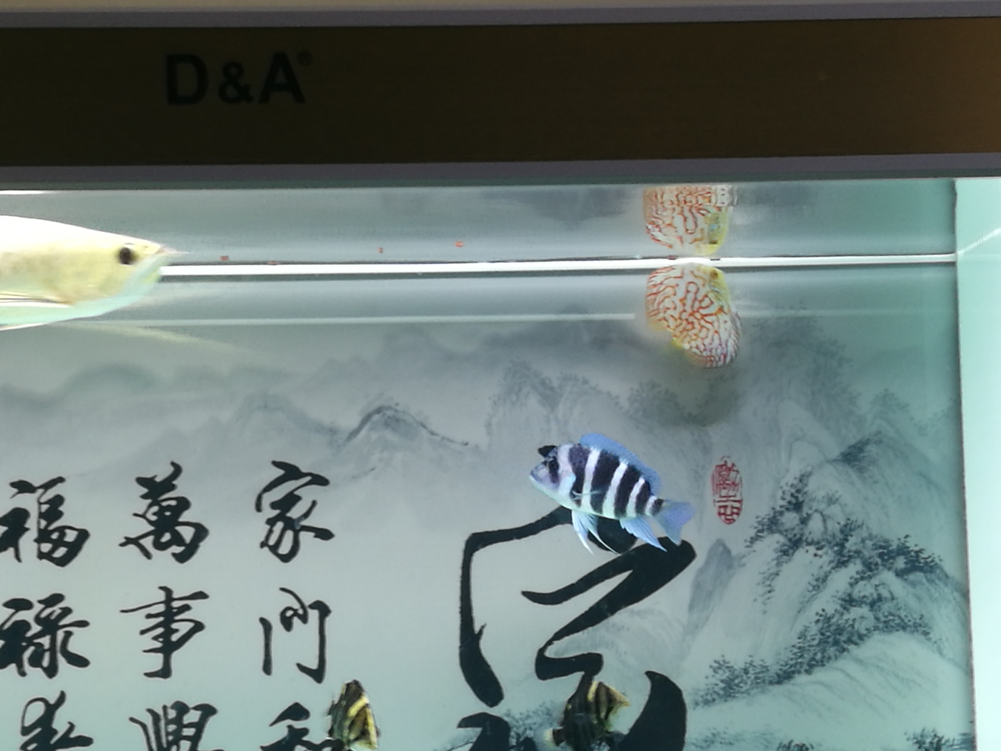 試吃綠立卓必客龍魚全營養(yǎng)飼料 委內(nèi)瑞拉奧里諾三間魚苗 第7張