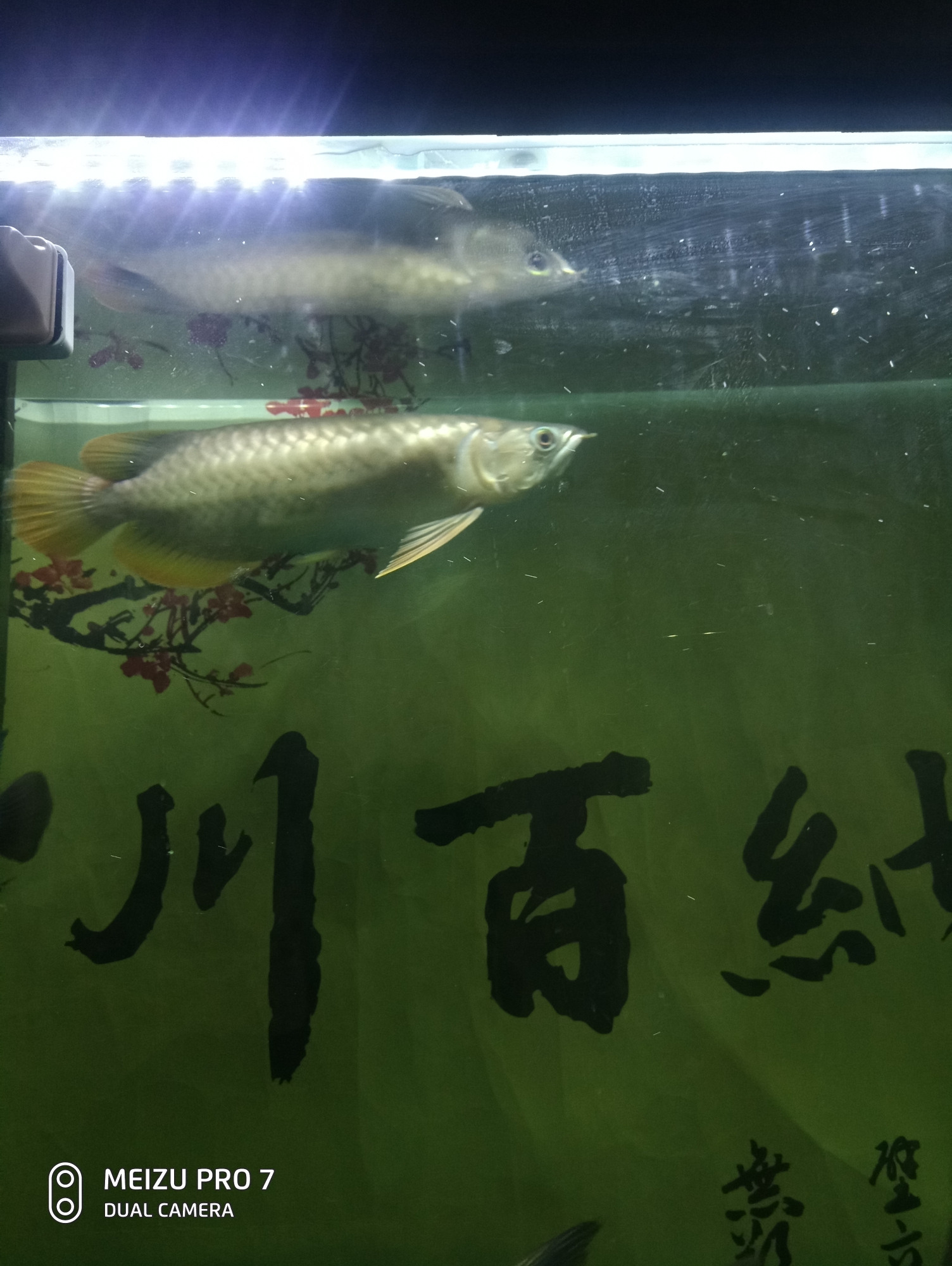 請問大神們這是什么龍魚？多少錢？