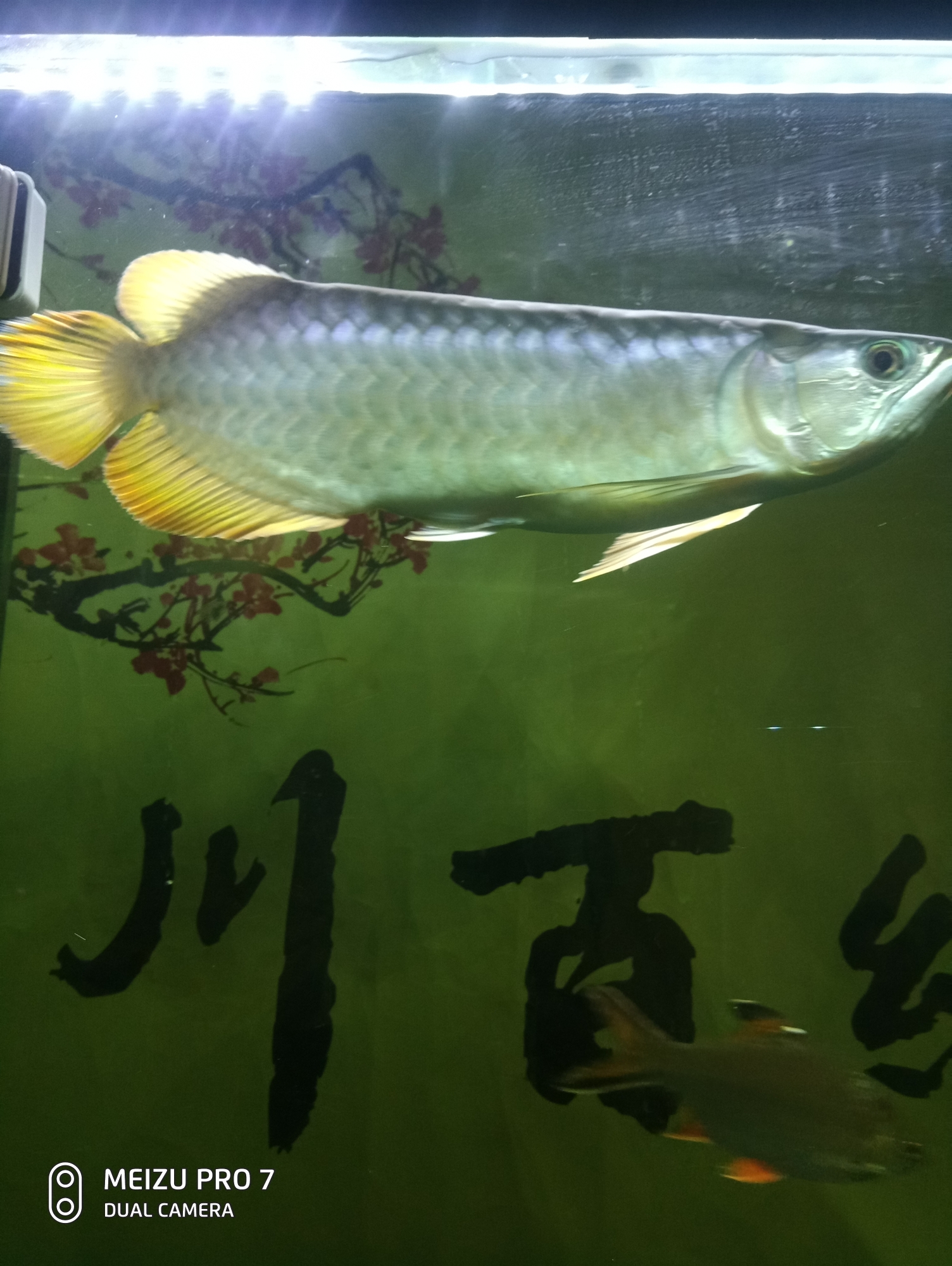 請(qǐng)問(wèn)大神們這是什么龍魚？多少錢？ 馬拉莫寶石魚苗 第3張