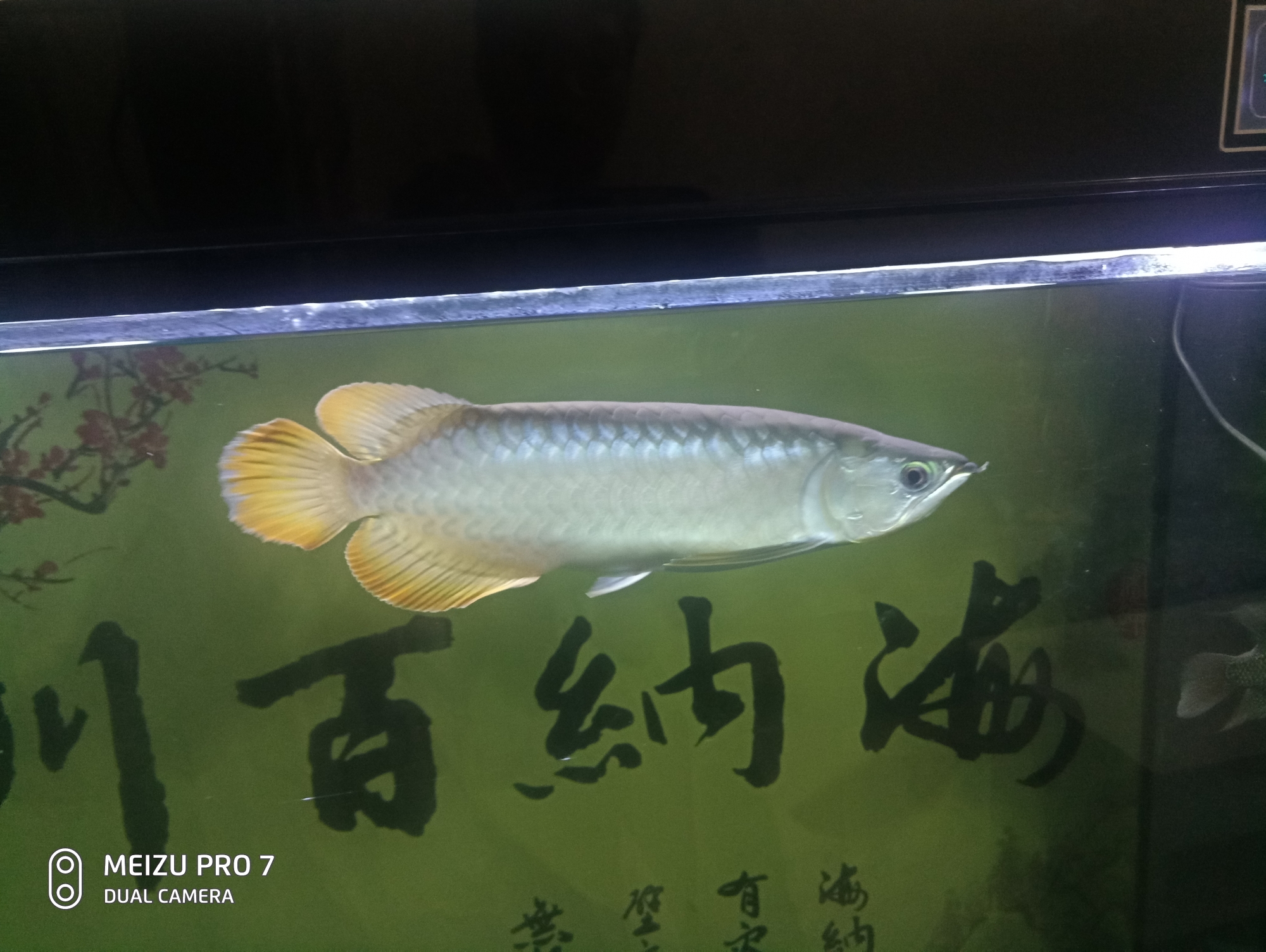 請(qǐng)問(wèn)大神們這是什么龍魚？多少錢？ 馬拉莫寶石魚苗 第6張