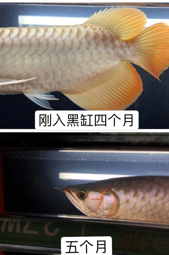 記錄龍魚成長過程 招財戰(zhàn)船魚 第4張