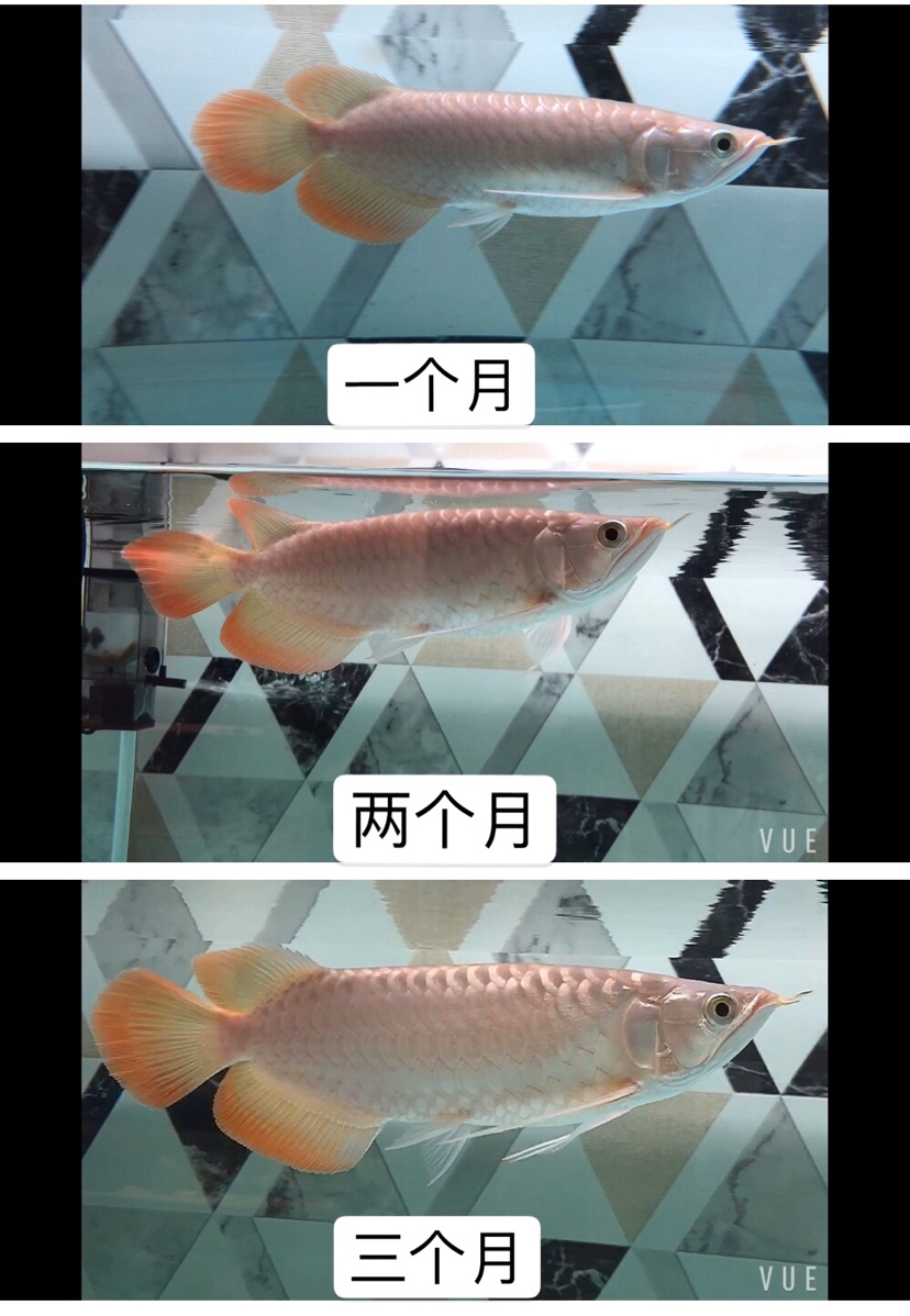 記錄龍魚成長過程 招財戰(zhàn)船魚 第2張