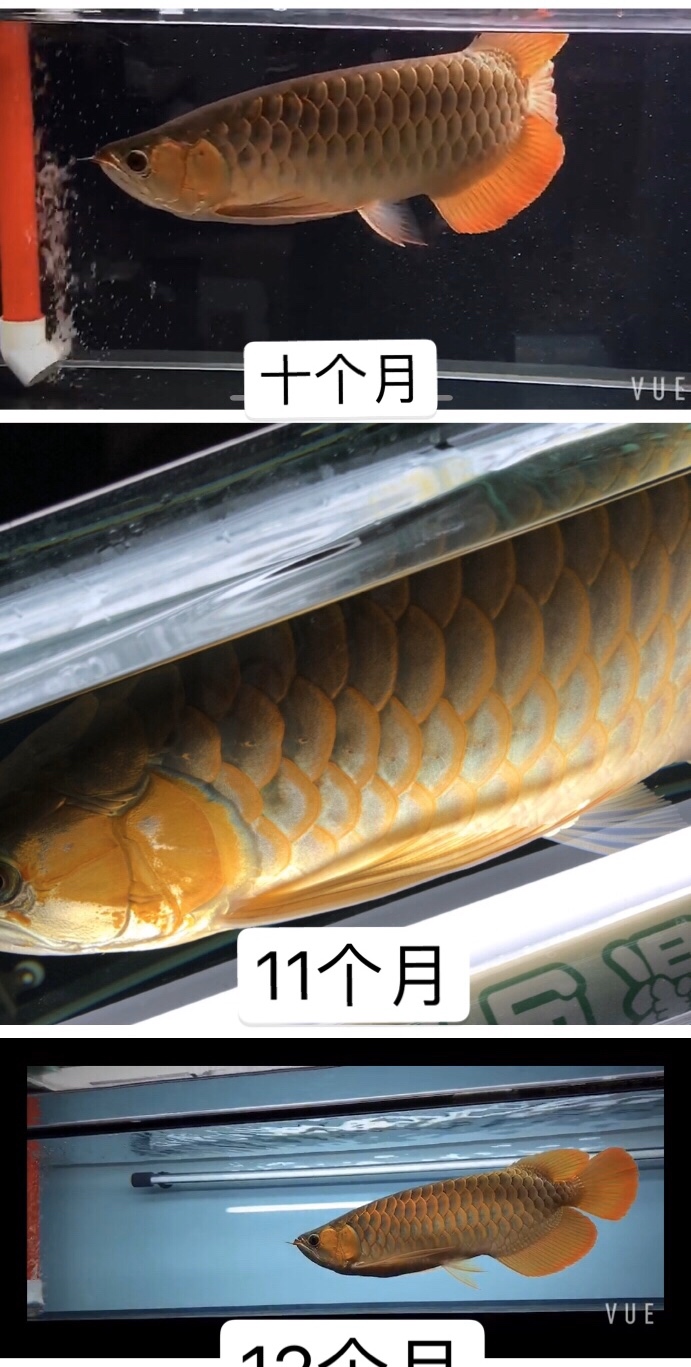 記錄龍魚成長過程 招財戰(zhàn)船魚 第6張