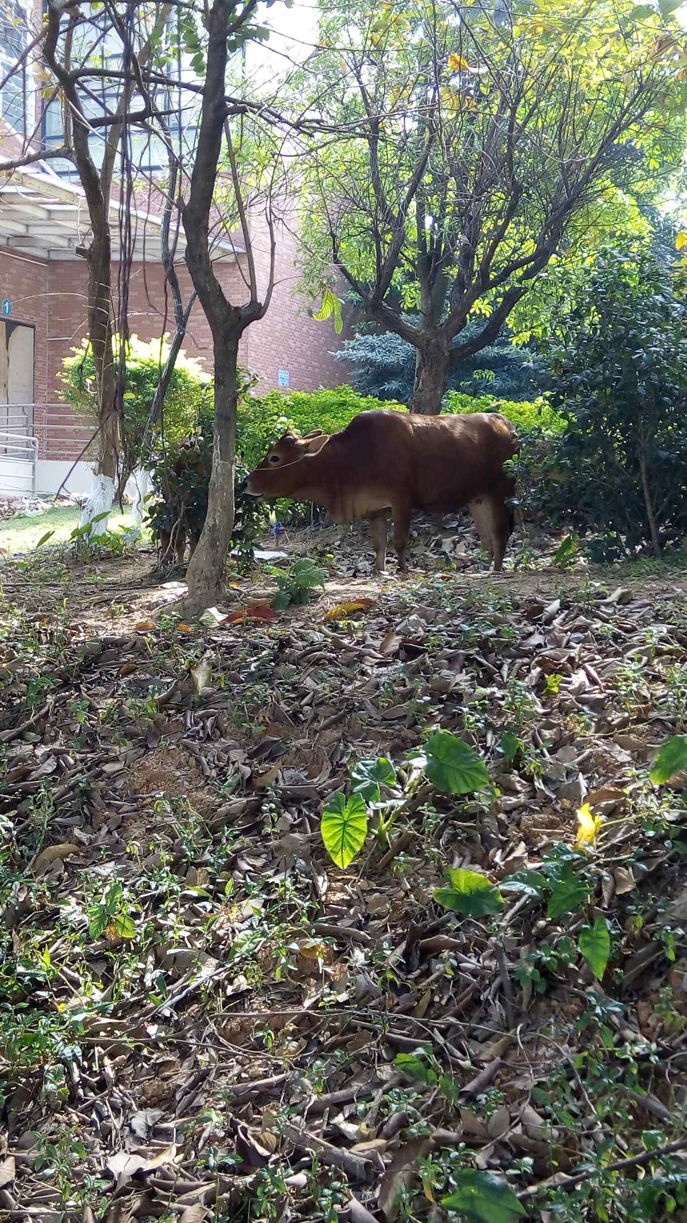 捕食