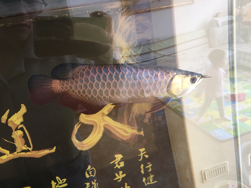 想收條虎 紅眼黃化幽靈火箭魚|皇家火箭魚 第1張