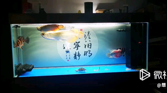 在添加2虎離目標(biāo)越來(lái)越近了 球鯊魚(yú) 第1張