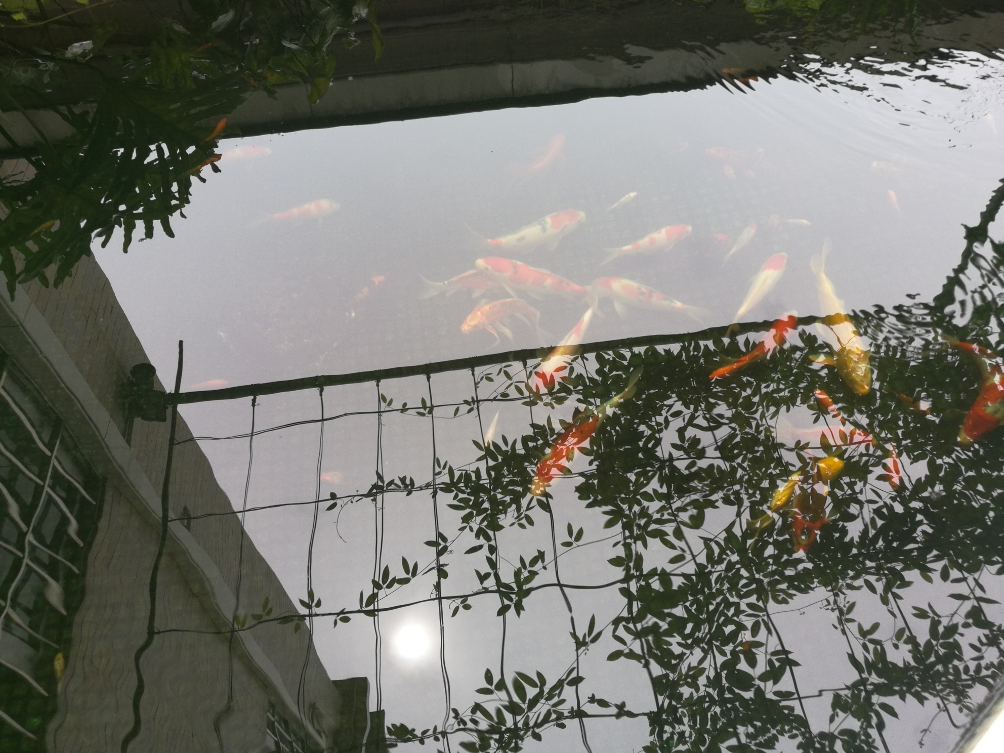 錦鯉魚(yú)喂什么飼料容易上顏色 名貴錦鯉魚(yú) 第1張