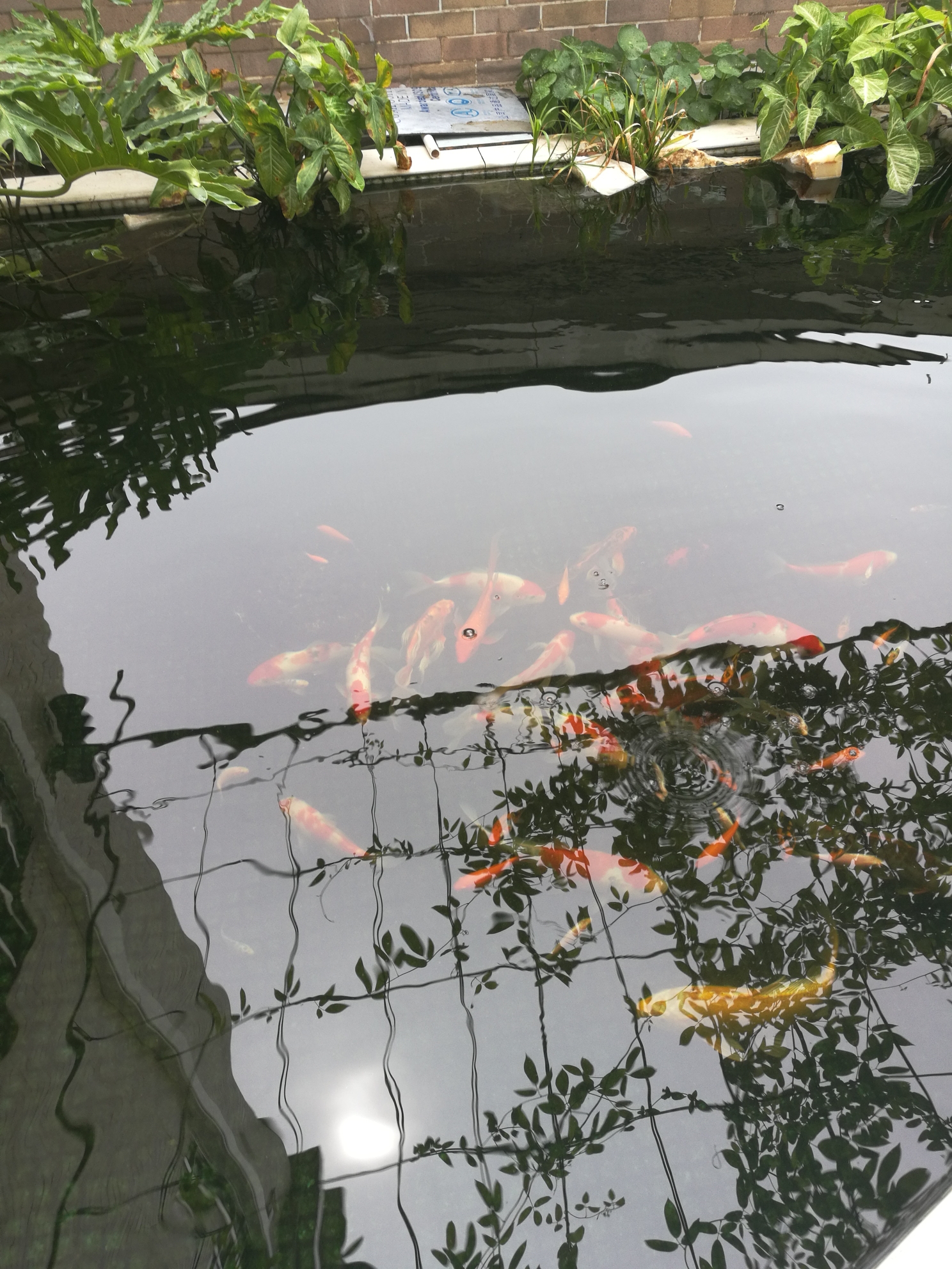 錦鯉魚(yú)喂什么飼料容易上顏色 名貴錦鯉魚(yú) 第2張