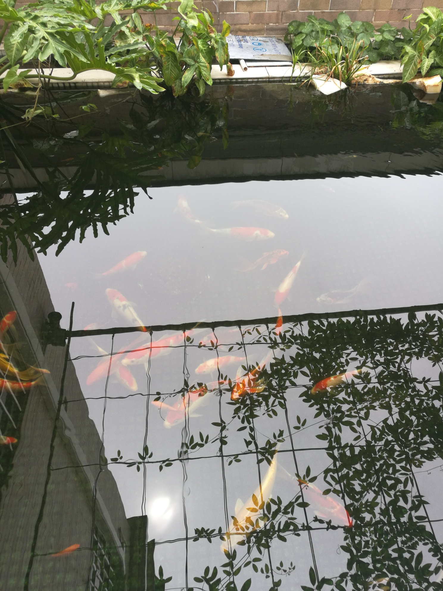 錦鯉魚(yú)喂什么飼料容易上顏色 名貴錦鯉魚(yú) 第4張