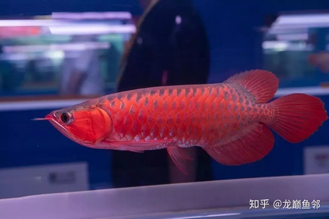 記錄第一次幫龍魚做手術