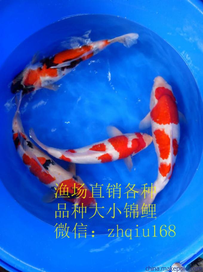 福利分房小區(qū)別墅有足球場 細線銀板魚苗 第4張