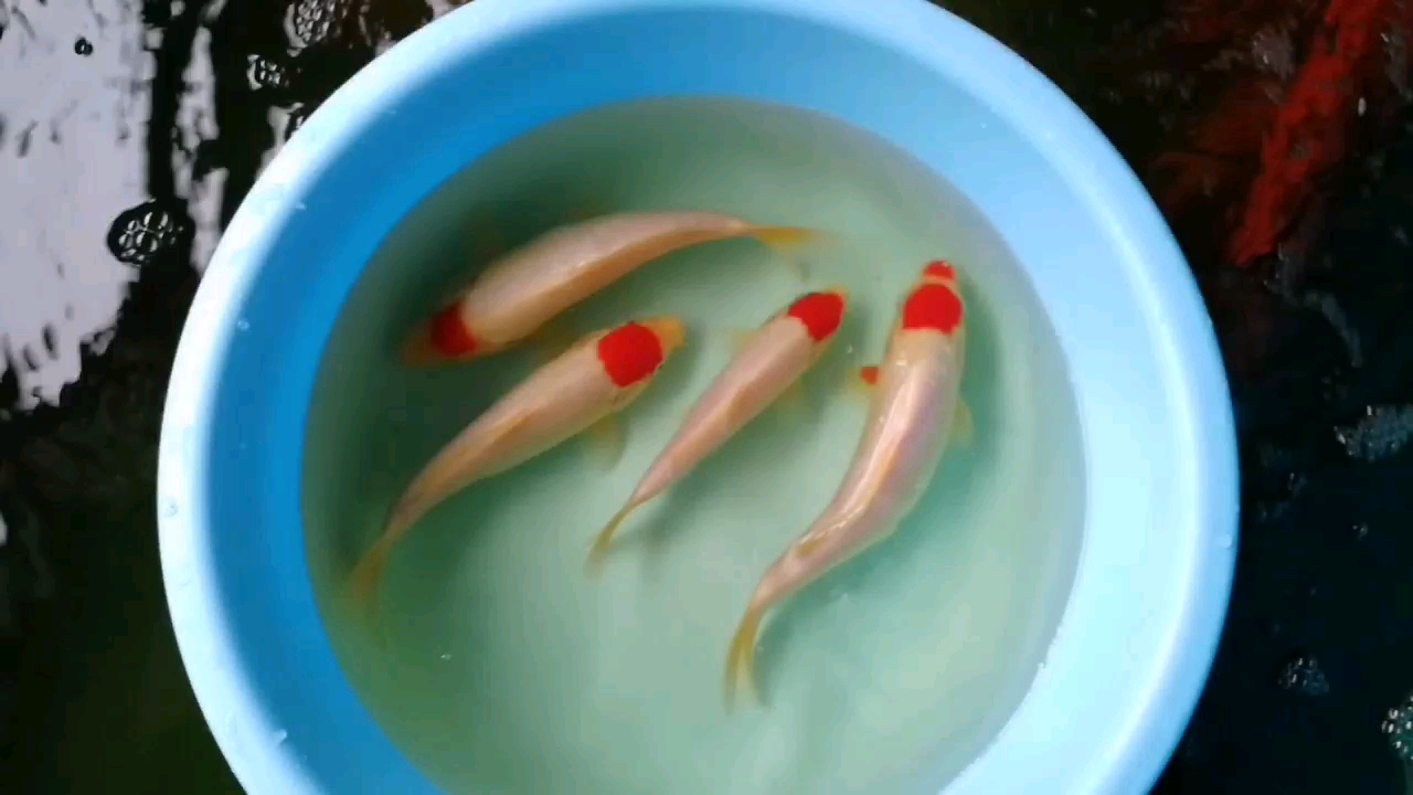 四小丸子 肺魚(yú) 第1張