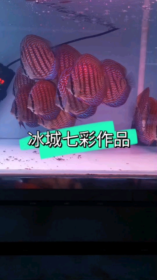 只供欣賞謝謝 黃金達摩魚 第1張