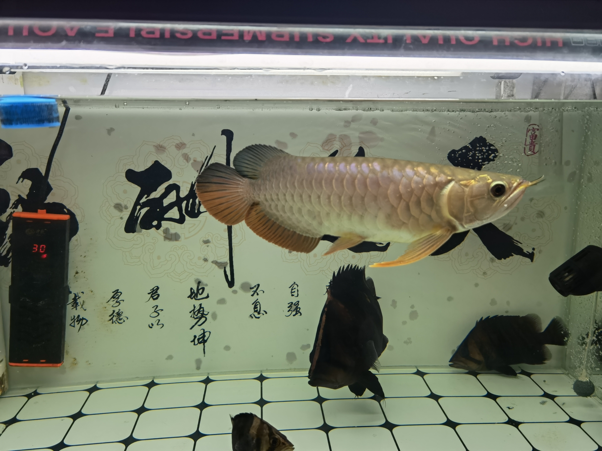 金龍金龍求鑒定 狗仔招財(cái)貓魚 第3張