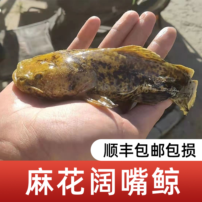 魚友們有沒有過濾里的小飛蟲煩惱過 星點金龍魚 第2張