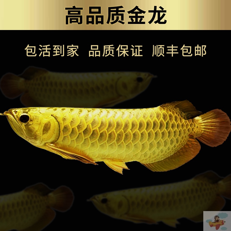 全缸的魚都有充血發(fā)紅現(xiàn)象求助各位高手幫忙想想辦法？ 粗線銀版魚 第3張