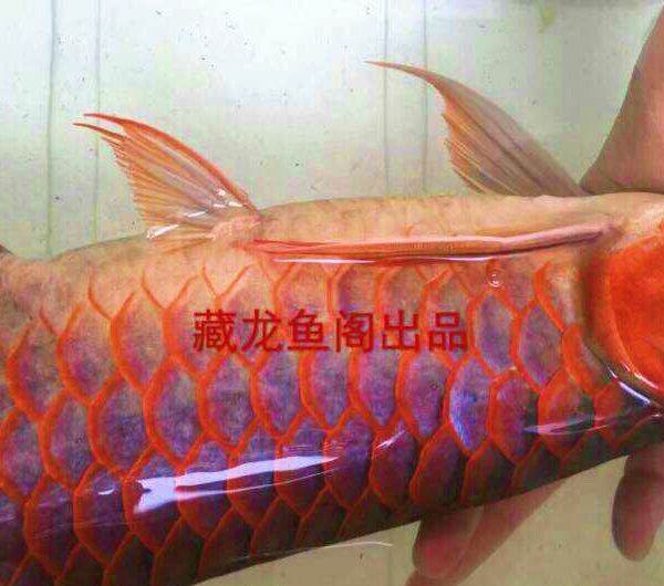 養(yǎng)魚_是一種樂趣 藍底過背金龍魚 第3張