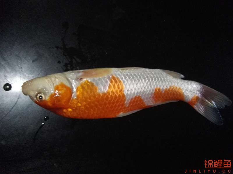 錦鯉魚鰓里有蟲子用仕么藥？