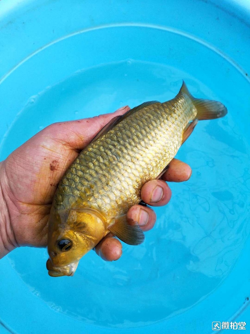 沒錯就是便宜 魚缸等水族設(shè)備 第4張