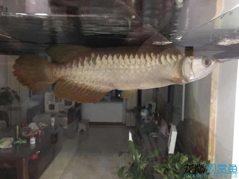 第一天闖缸魚650貴么 申古銀版魚