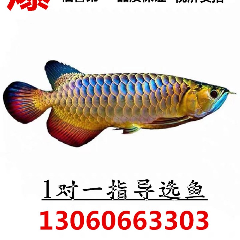 8號(hào)·銘龍會(huì)所賀新春+春節(jié)奪紅龍 申古銀版魚