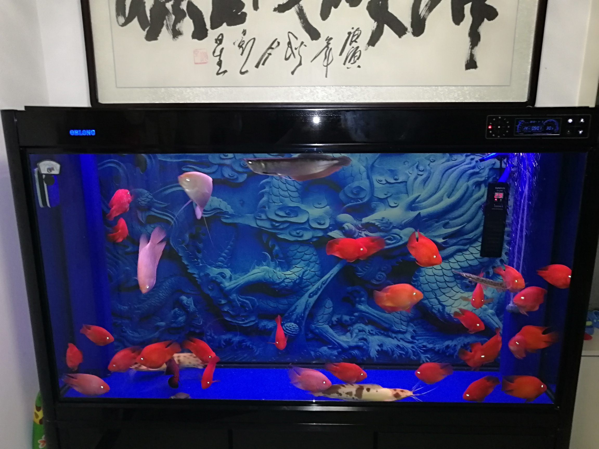 新背景效果不錯 水族維護服務(wù)（上門） 第4張