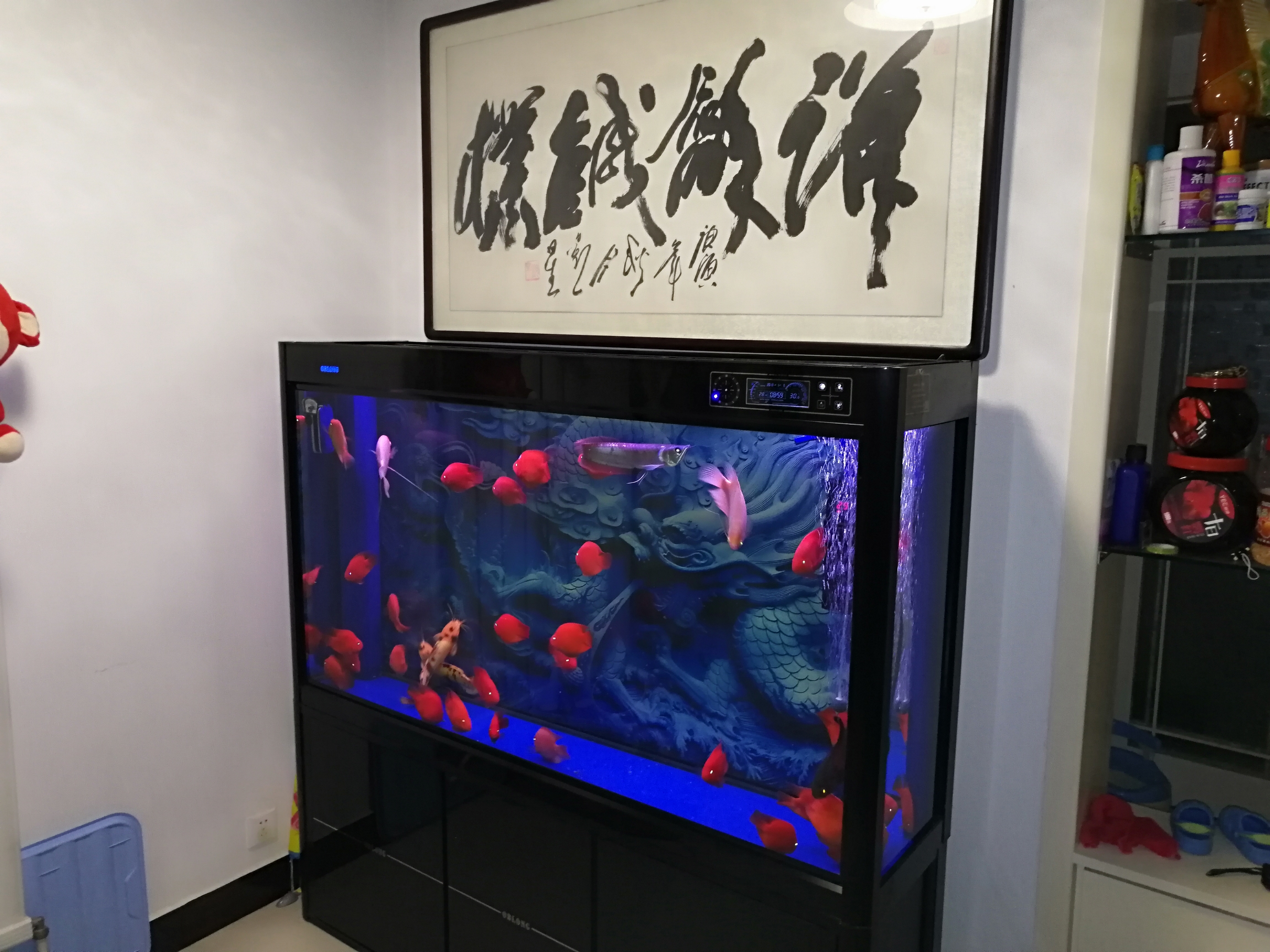 新背景效果不錯 水族維護服務(wù)（上門） 第5張