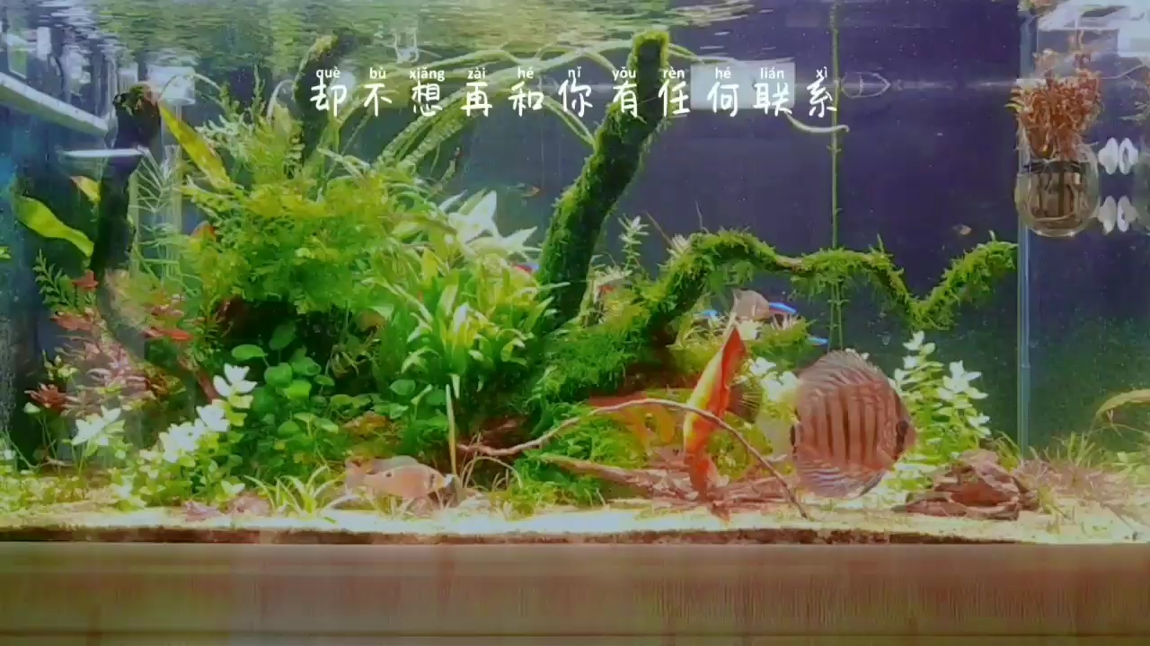 德式生態(tài)系統(tǒng)缸 白子銀版魚苗 第1張