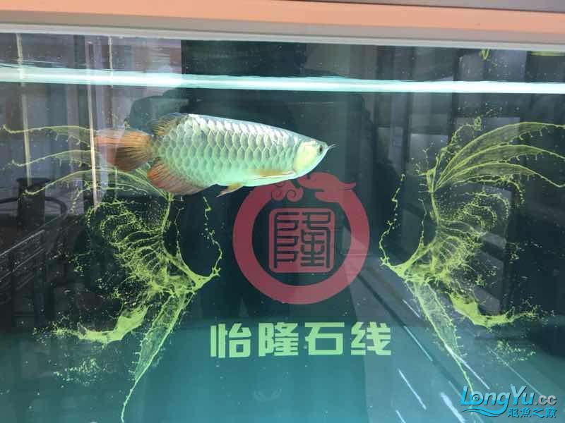 在曬曬我的雙龍一虹混養(yǎng) 球鯊魚(yú) 第4張