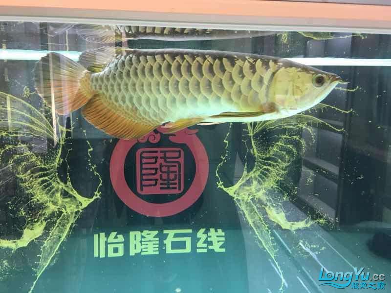 在曬曬我的雙龍一虹混養(yǎng) 球鯊魚(yú) 第3張