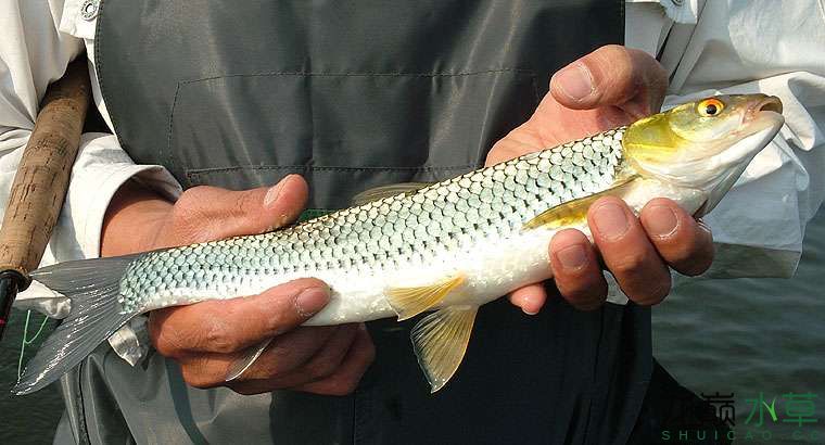 俗稱紅眼魚的赤眼鱒 球鯊魚 第4張