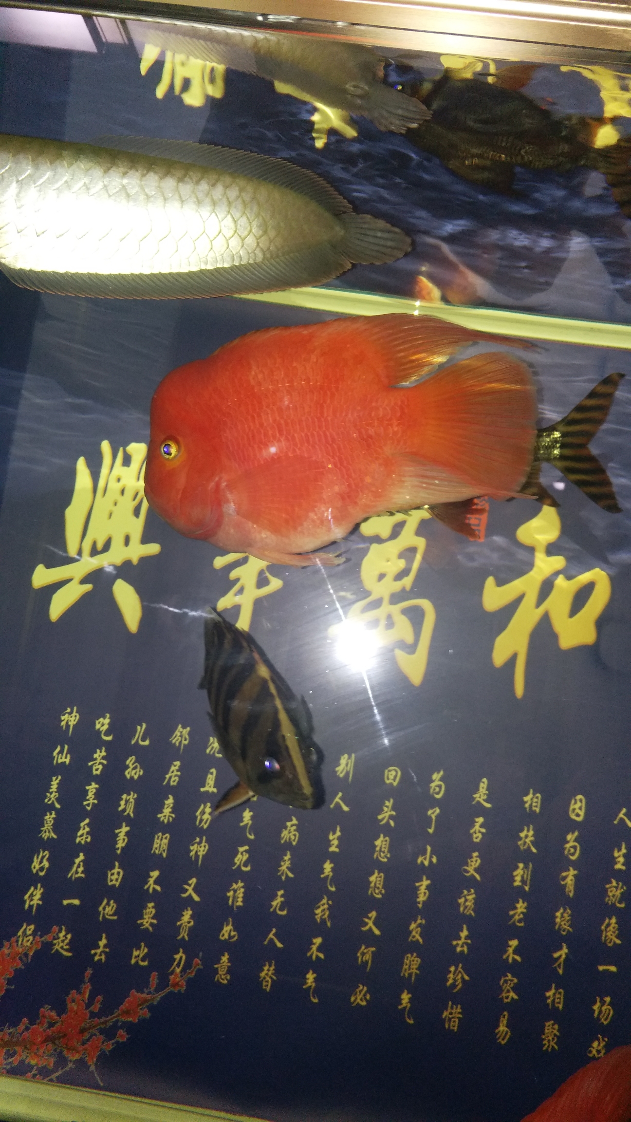 紅起頭 祥禾Super Red紅龍魚 第3張