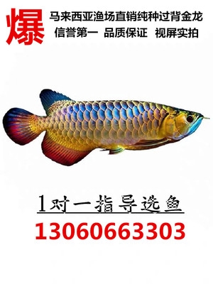 紅起頭 祥禾Super Red紅龍魚 第5張