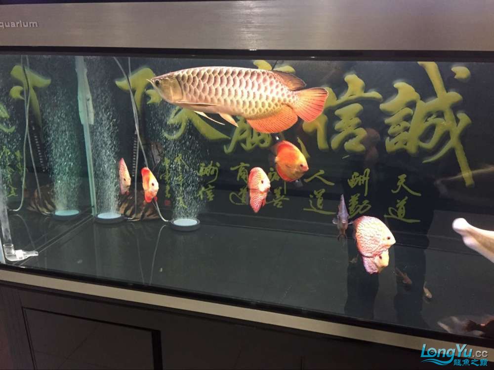 四海水族泰國(guó)貿(mào)易邀你來拼魚+從折騰到平靜