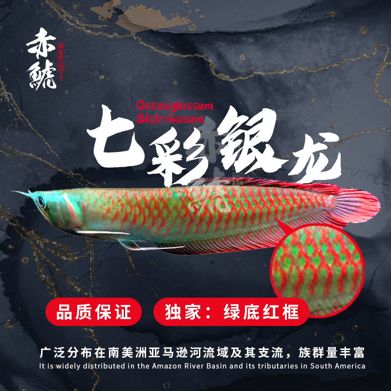 到家一個(gè)月了嘴就欠欠的 銀龍魚苗 第3張