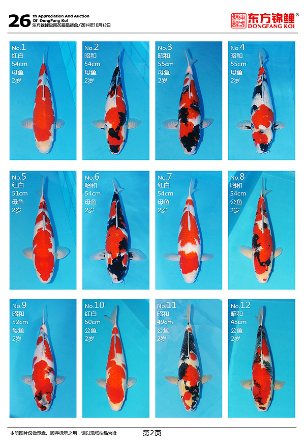 10月12日星期日北京東方錦鯉2014年秋季拍賣會上的一些魚照片 黑水素 第2張