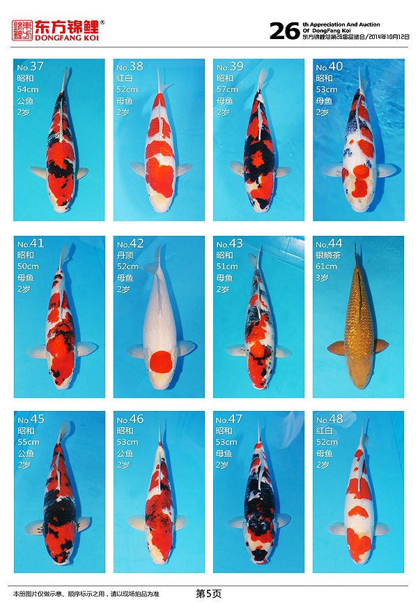 10月12日星期日北京東方錦鯉2014年秋季拍賣會上的一些魚照片 黑水素 第5張