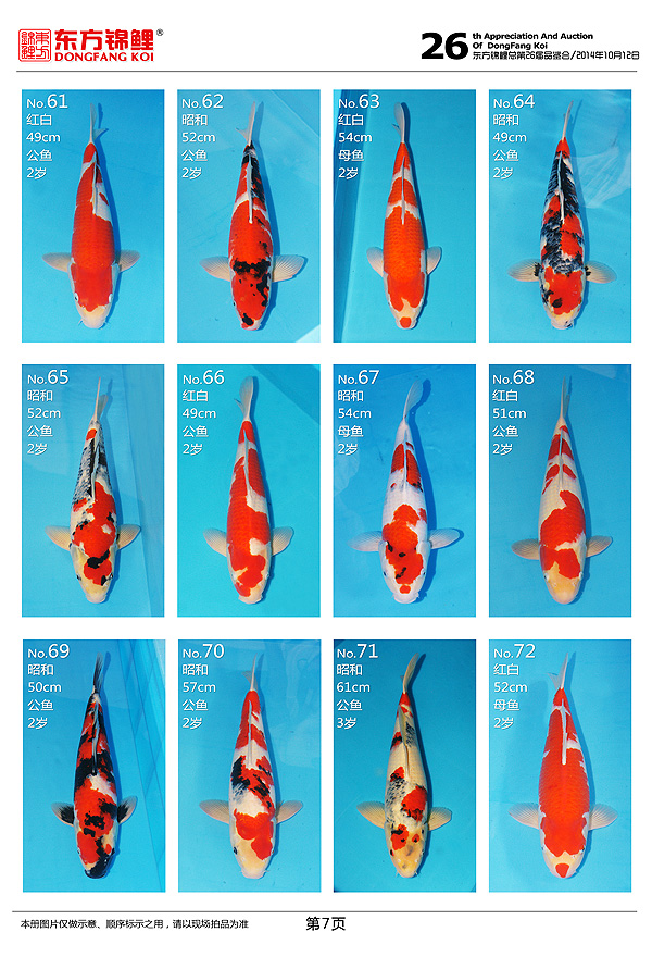 10月12日星期日北京東方錦鯉2014年秋季拍賣會上的一些魚照片 黑水素 第7張