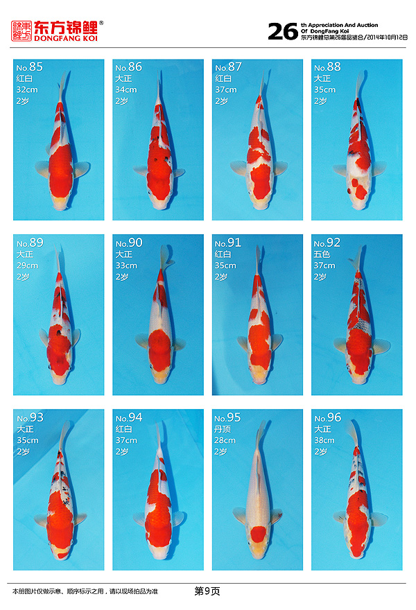 10月12日星期日北京東方錦鯉2014年秋季拍賣會上的一些魚照片 黑水素 第9張