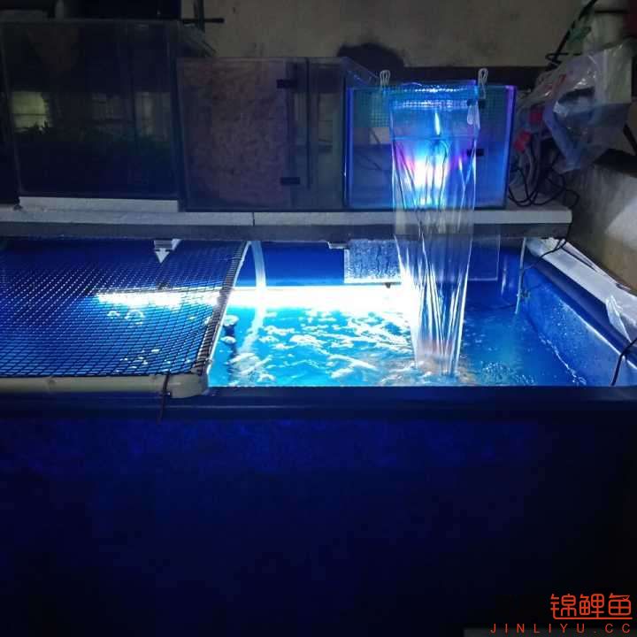 晚上魚在玩氣泡