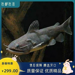 不錯(cuò)的小三文虎 眼斑魚 第3張