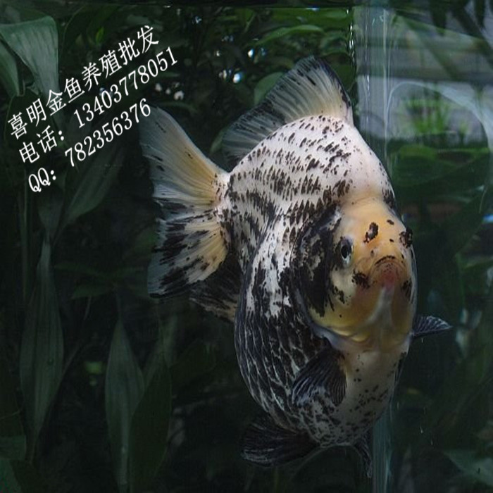 今晚來(lái)點(diǎn)小零食 細(xì)線銀板魚(yú)苗 第2張