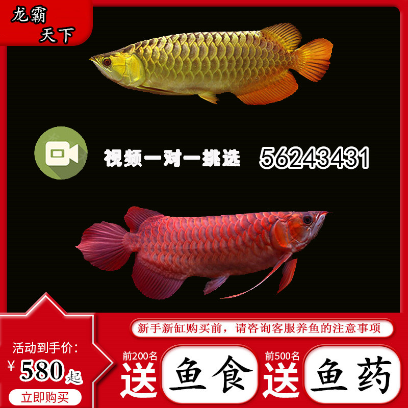 雙鴨山觀賞魚(yú)市場(chǎng)是B過(guò)嗎？