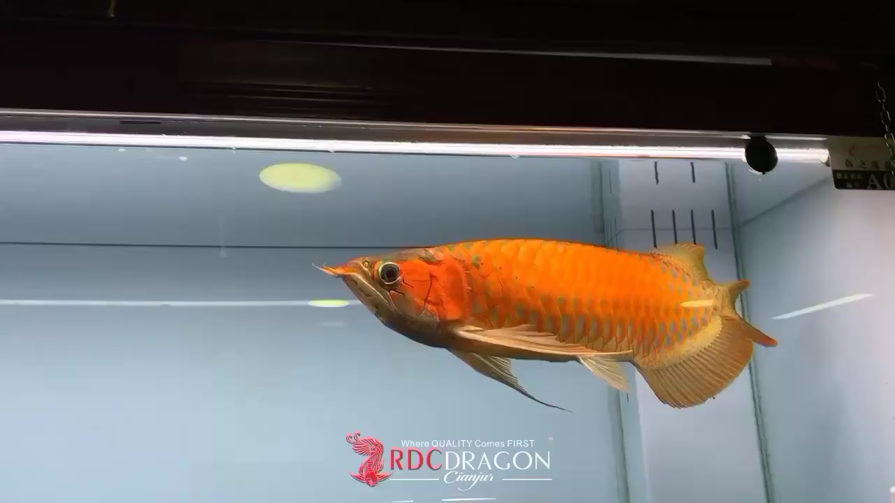 賽級RDC紅魔