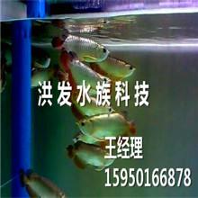 求大神看看是哪個魚廠的