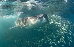 嘉峪關(guān)水族館teedel牌的氧氣泵