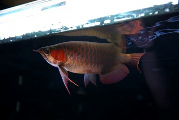 雞西水族館廣東省水族協(xié)會(huì)龍魚分會(huì)重組大會(huì)圓滿成功