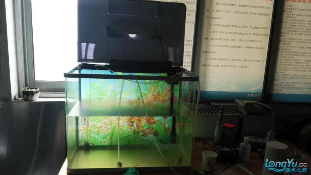 偶得愛(ài)魚(yú)特此建檔感謝河北小高