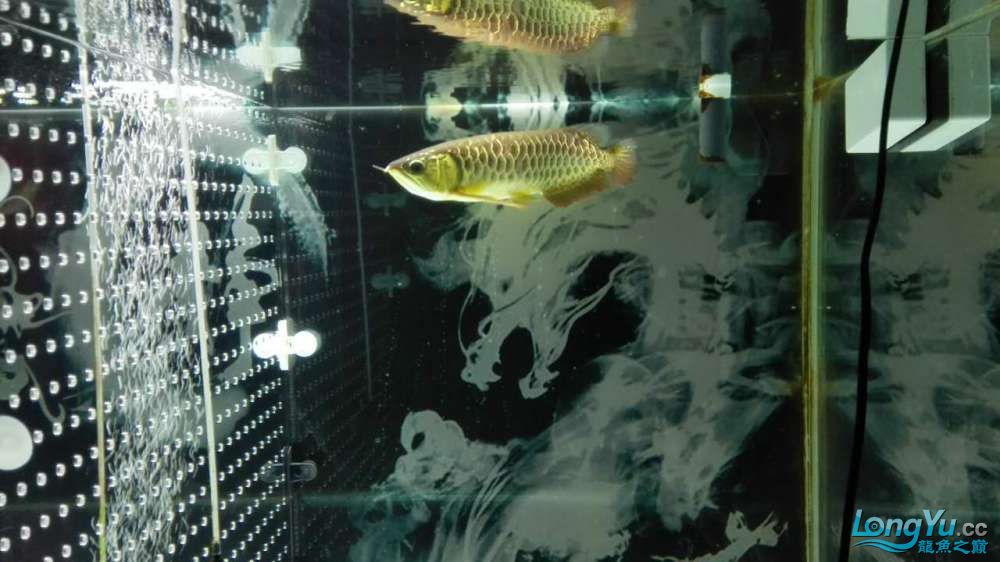 偶得愛魚特此建檔感謝河北小高 黑帝王魟魚 第4張