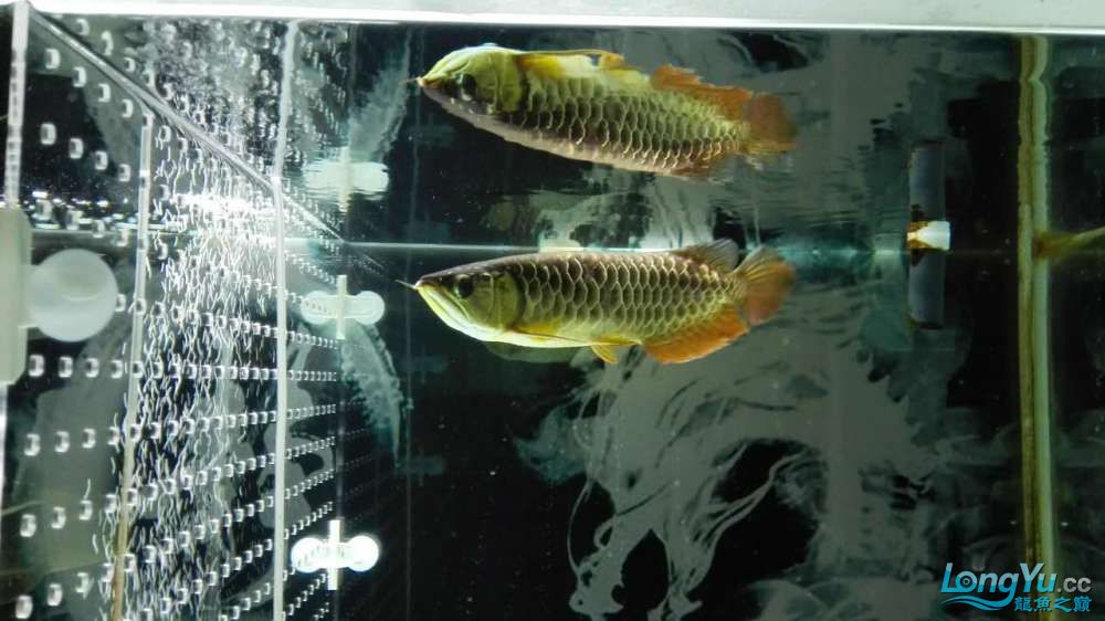 偶得愛魚特此建檔感謝河北小高 黑帝王魟魚 第6張